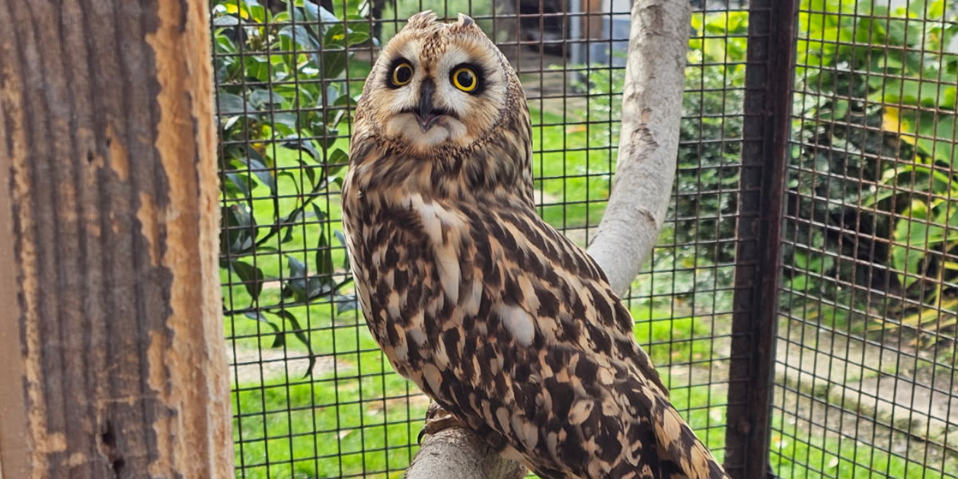 Un Hibou des marais vous avez dit ?